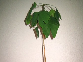 Krone in Ihrer vollen Pracht