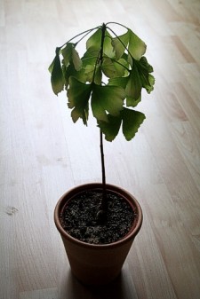 Ginkgo im Herbst 2010