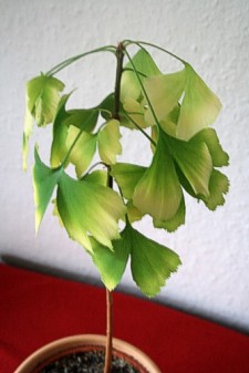 Ginkgo im Herbst 2010