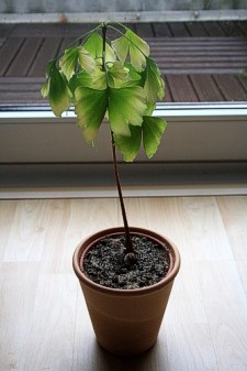 Ginkgo im Herbst 2010