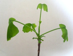 Krone vom Ginkgo im Frühjahr 2010